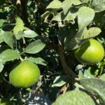 マドンナみかん。 丸くて大きな果実が実っている。色はまだ緑色。