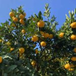 早生みかんが木に実っている写真。背景は澄んだ青空。実はまだ黄色い。