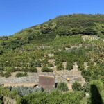 秋晴れのみかん山の様子。全景写真。段々畑にみかんの木が植わっている。小さくオレンジ色の丸や白色の丸が見える。