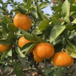 南柑20号の写真、みかんの木に実が成っている。