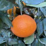 マドンナみかんの写真。ハウス栽培されているもの。オレンジ色の大きな実がツヤツヤ実っている。